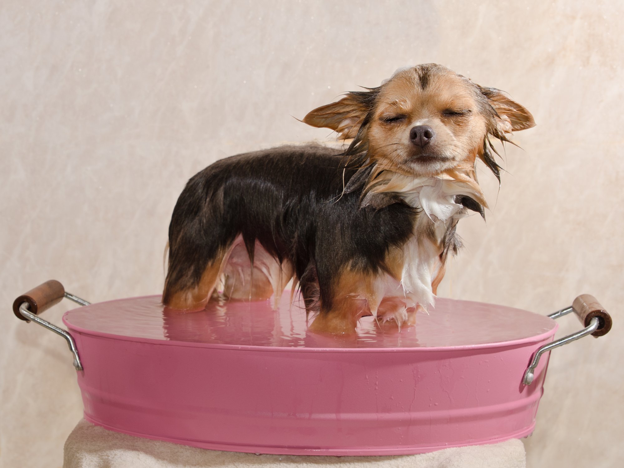 Chihuahua puppy taking a bath standing in pink bathtub