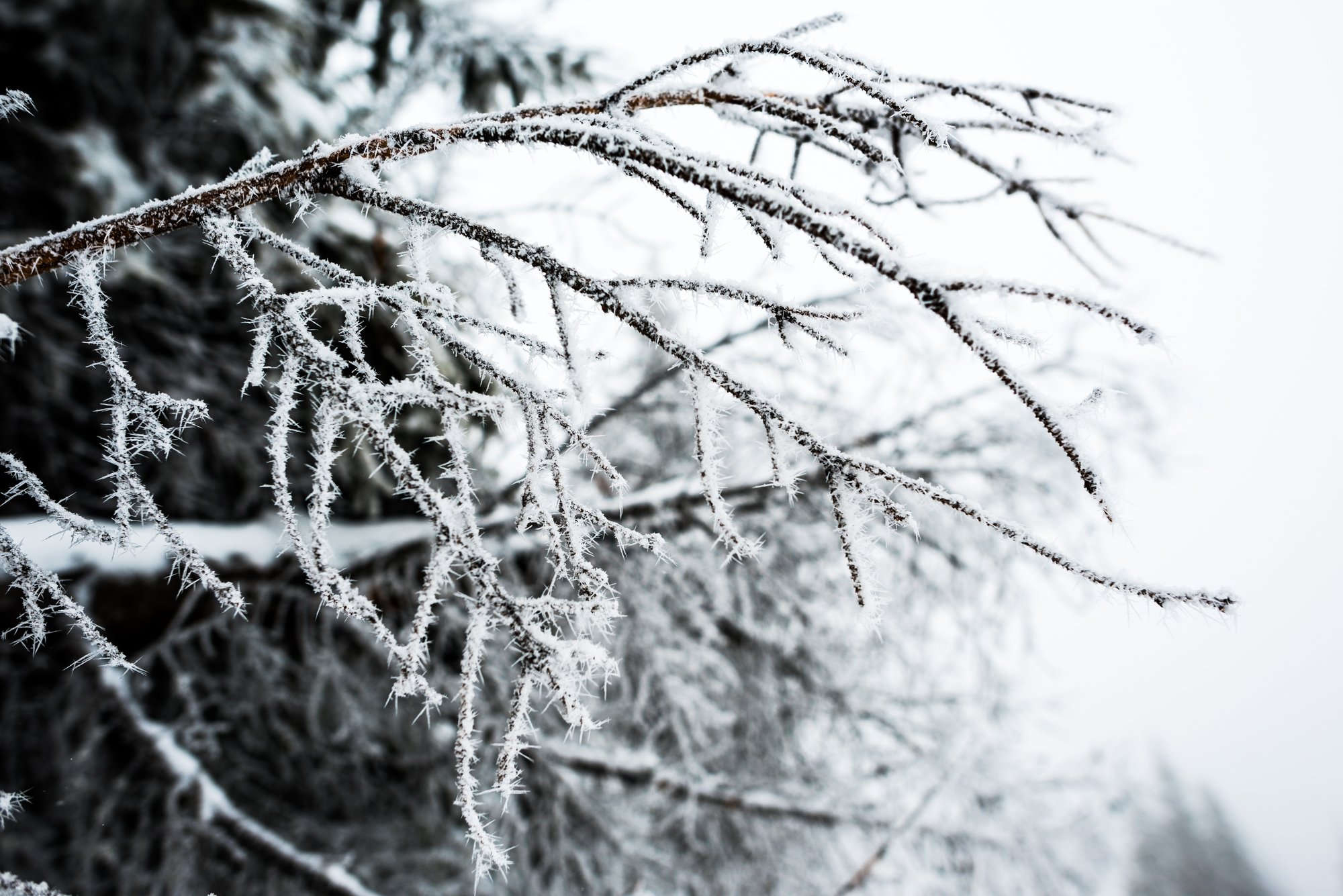 Close up view of branches of tree covered with snow in winter