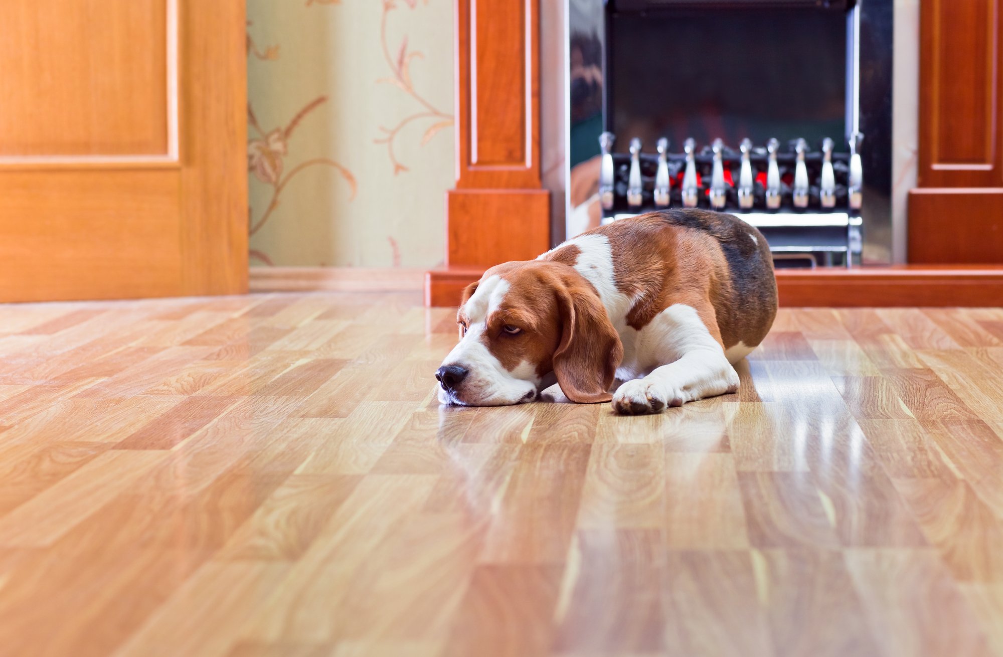 Dog on a floor