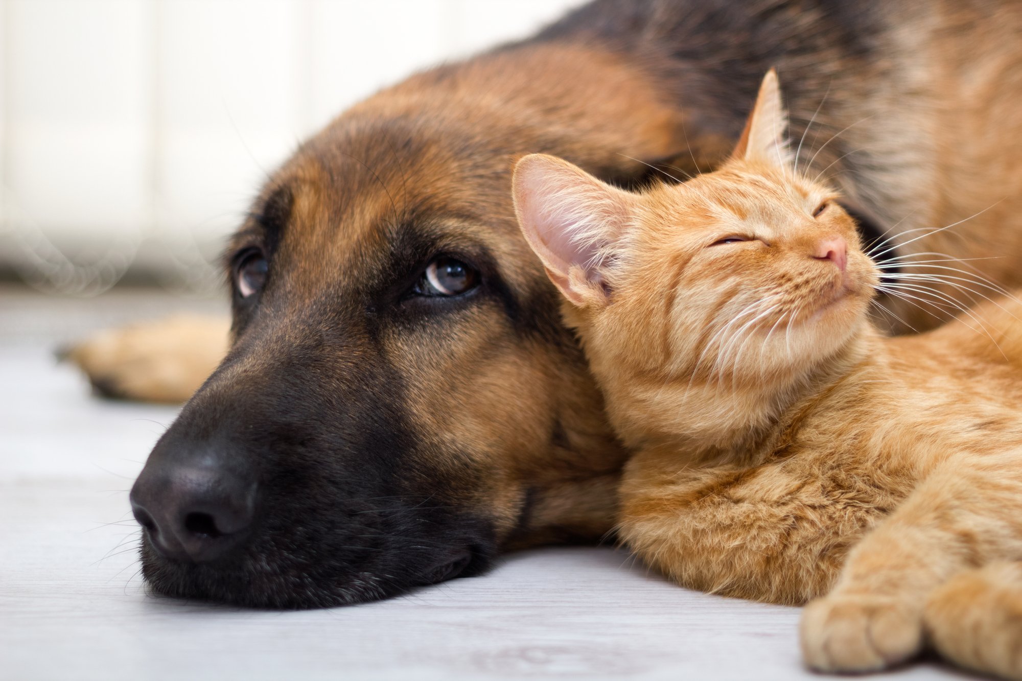 German Shepherd Dog and cat together