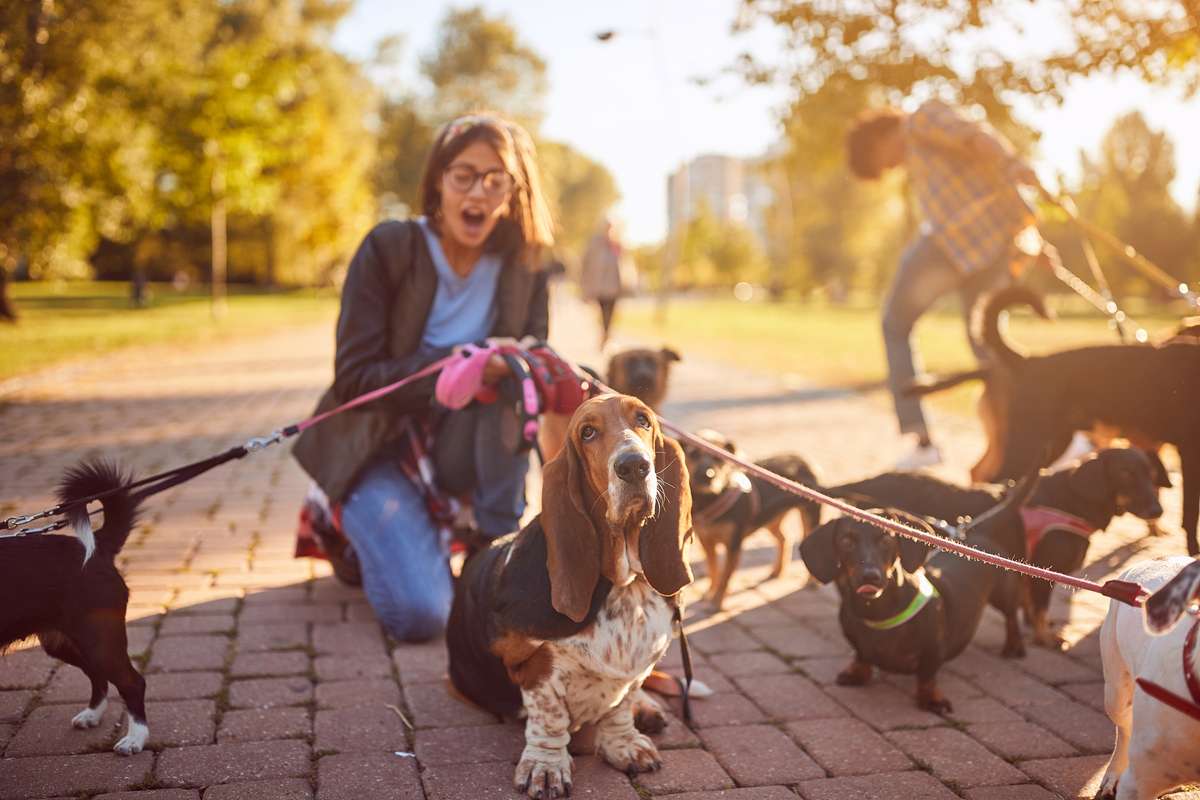 Girl walking a group of dogs and enjoying outdoor (R) (S)