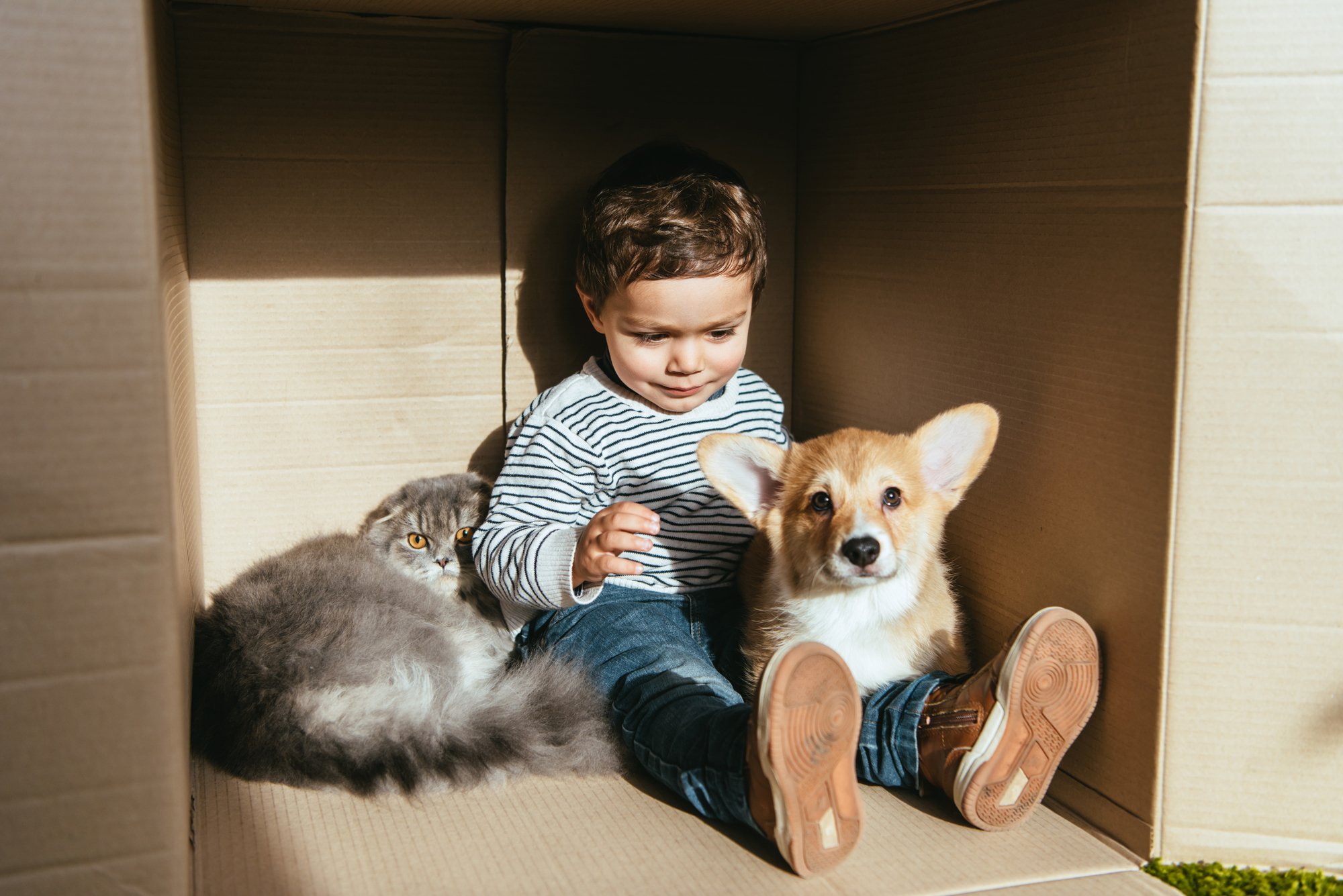 Little boy with cute cat and dog sitting in cardboard box under sunlight