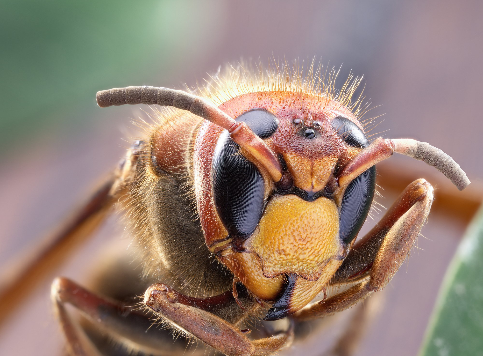 Macro shot of hornet or yellow jacket