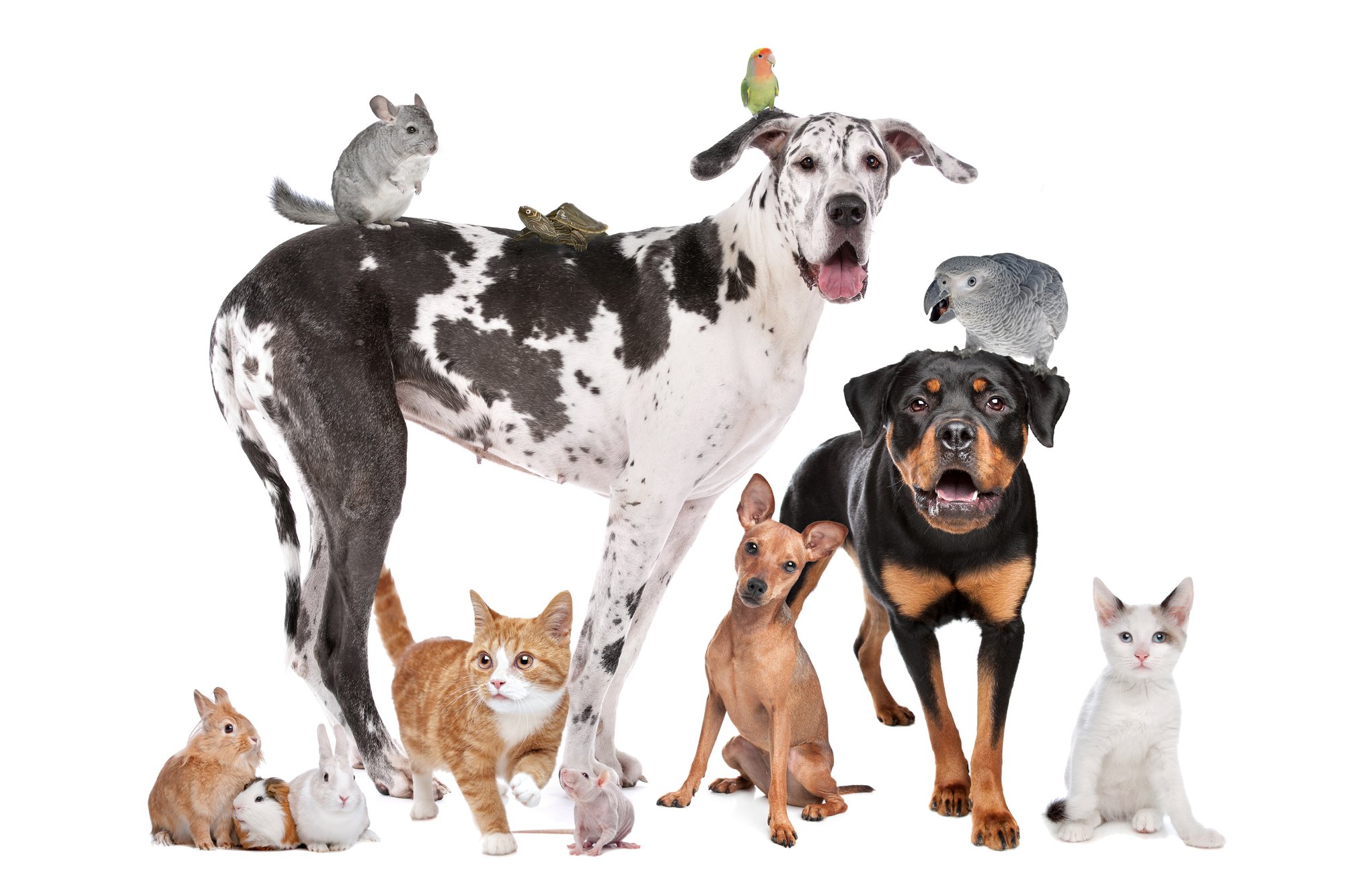 Pets in front of a white background