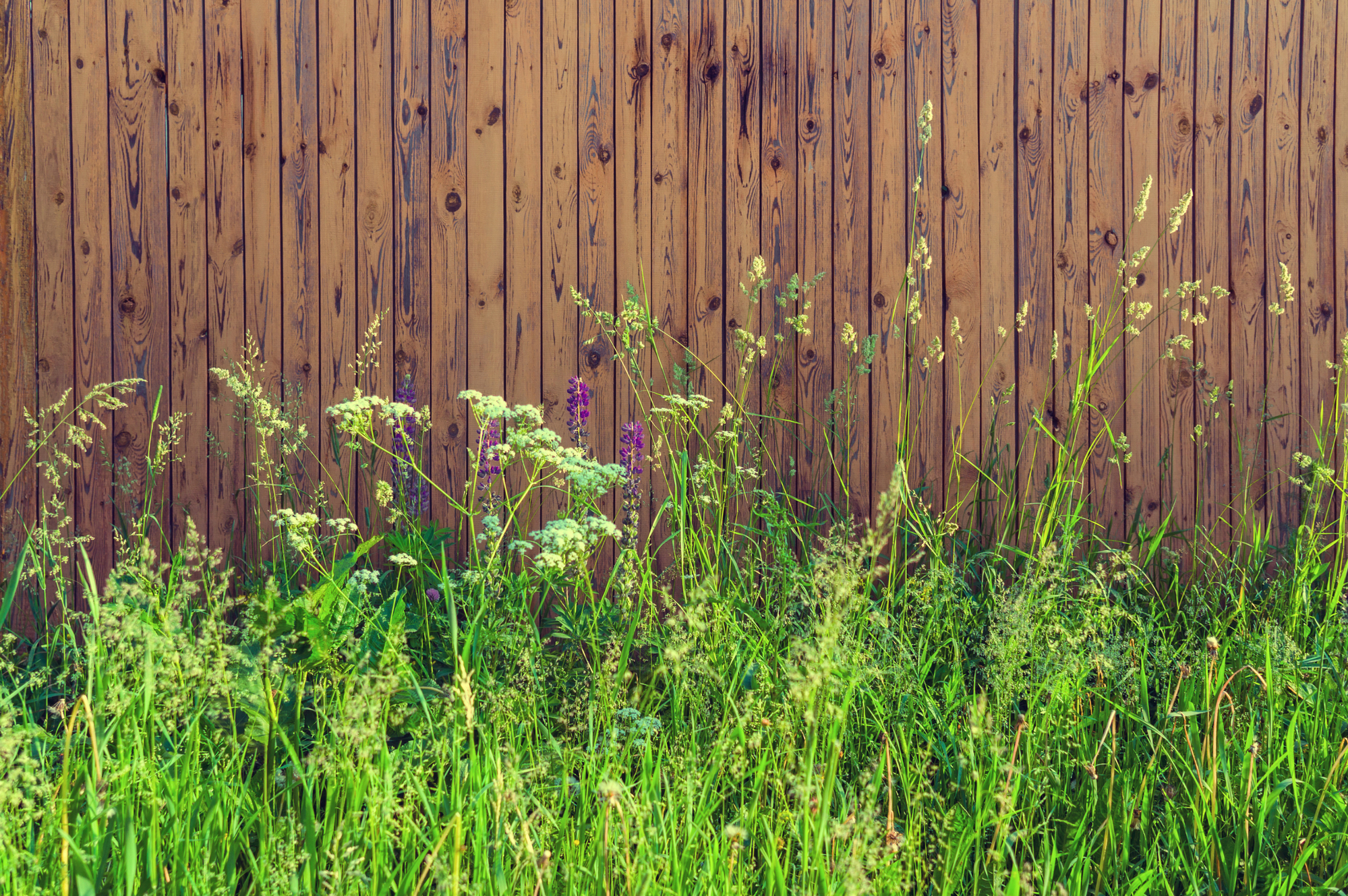 Look at those weeds—wowee! It's an overgrown yard—don't let this be your rental!